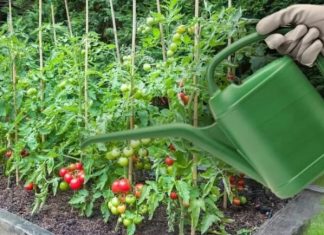 Secretele unei recolte abundente de roșii zemoase pentru grădina ta